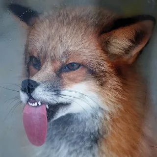 😝