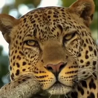 🤩