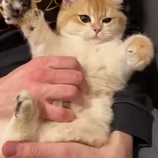 🐈