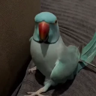 🤩