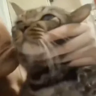 🐈