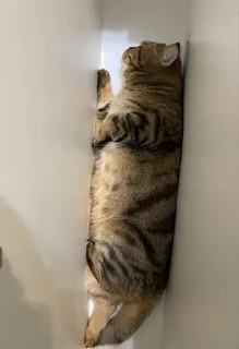🌟