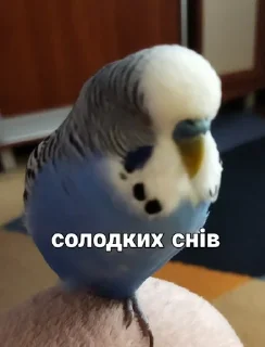 🐦