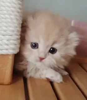 😺