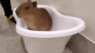 🦫