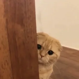 😶