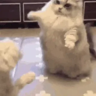 🐶