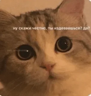 😾