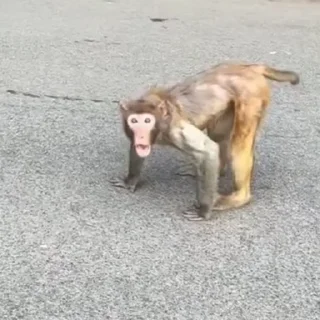 🙉