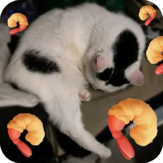 🦐