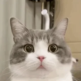 ❓