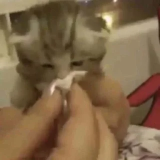 🤧
