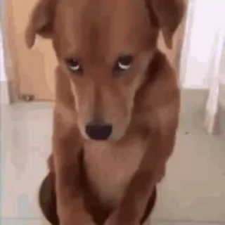 🙈