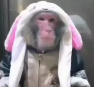 🐰