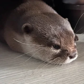 😞