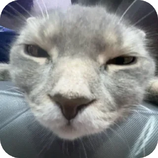 🐱