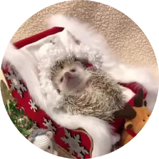 🦔