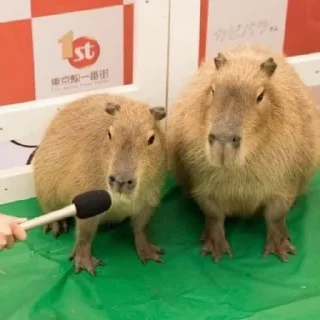 🦦