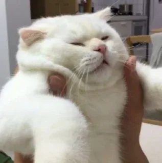🐱