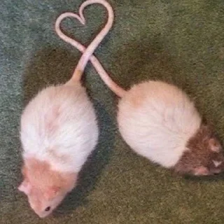💞