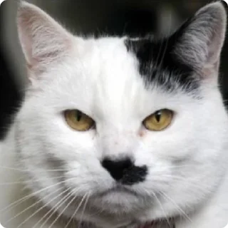 😠