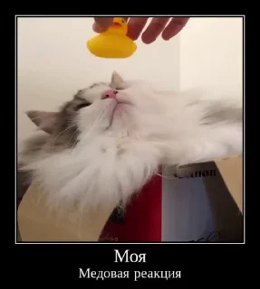 🐱