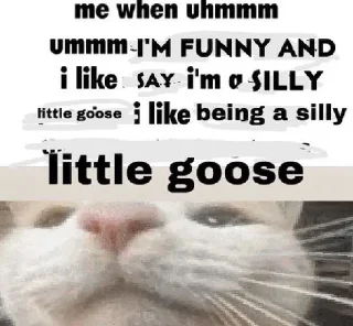 🐱
