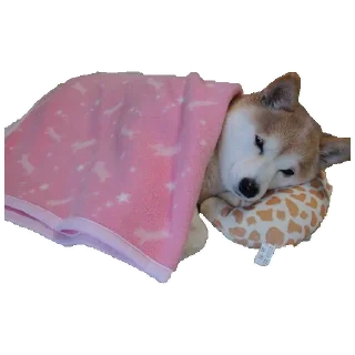 🐶