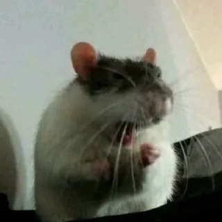 🐀