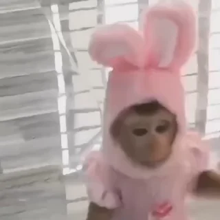 🐵