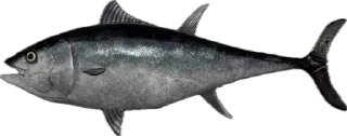 🐟
