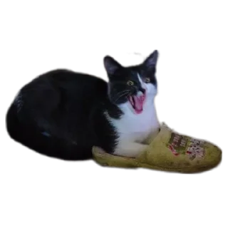 🐱