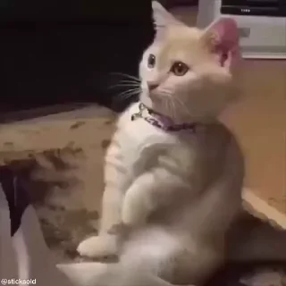 🙏