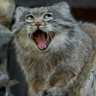 🐱