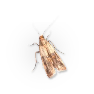 🦋