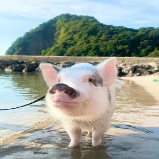 🐷