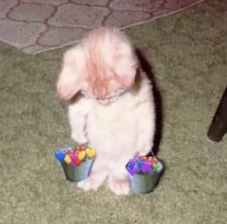 🐱