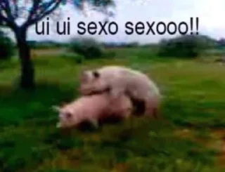 🐖