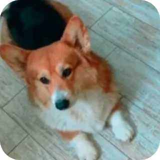 🐶