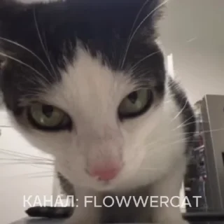 🌻