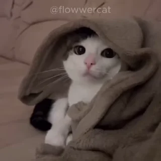 🛌