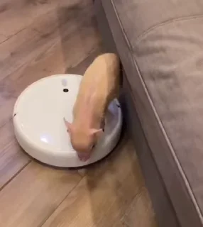 🐷