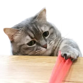 😺