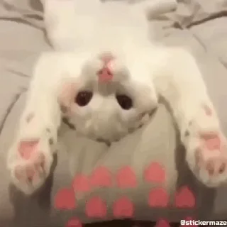 😻