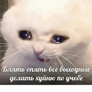 ✍