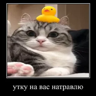 🐱