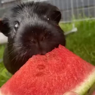 😋