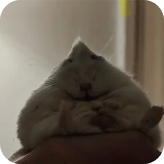 🐹
