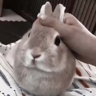 🐇