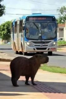 🚍